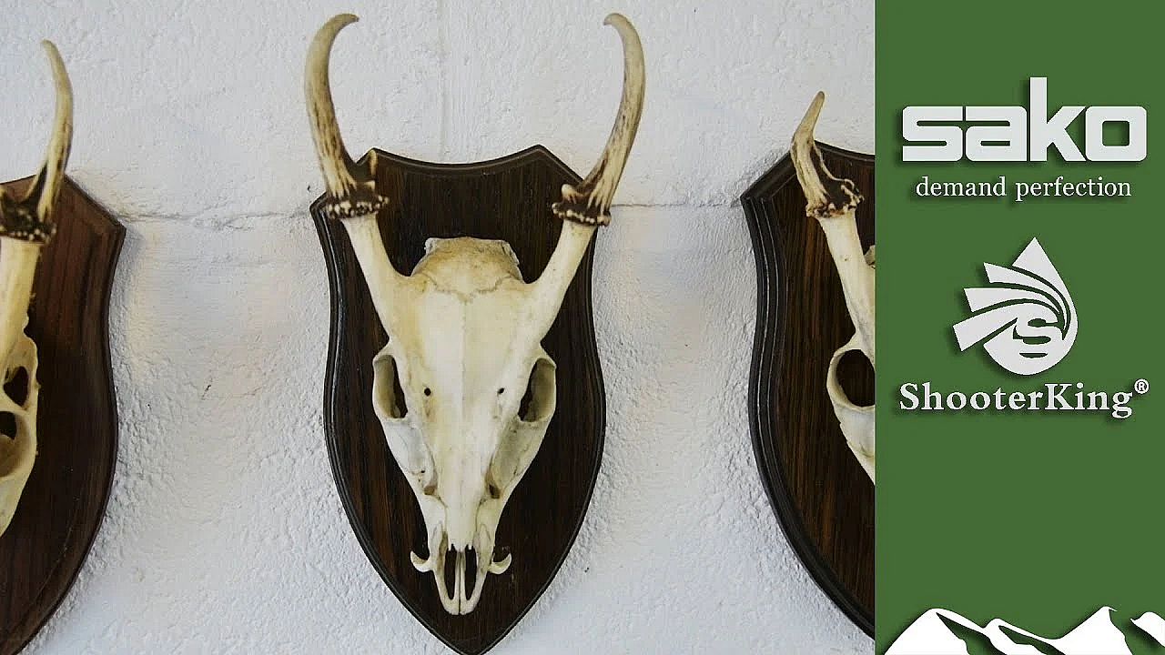 How To Age And Measure Muntjac