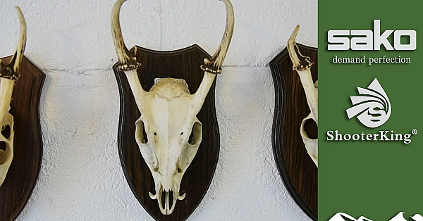 How To Age And Measure Muntjac