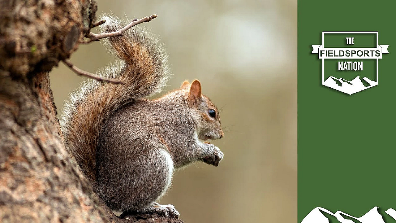 Save A Songbird: Shoot A Squirrel