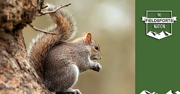 Save A Songbird: Shoot A Squirrel