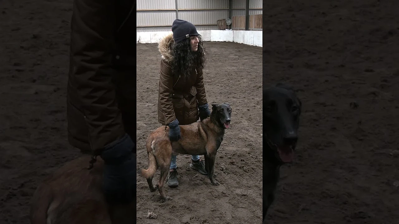 More Than A Working Dog: The #malinois