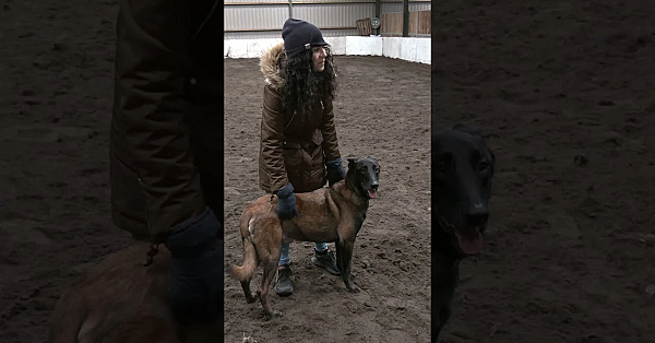 More Than A Working Dog: The #malinois