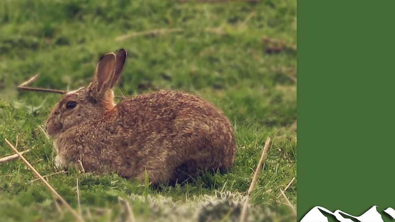 On Test: Steel Shotgun Cartridges On Rabbits