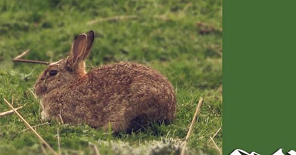 On Test: Steel Shotgun Cartridges On Rabbits