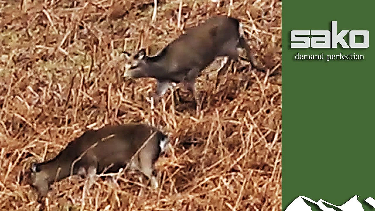 Wonderful Wicklow Sika Stalking With John Fenton