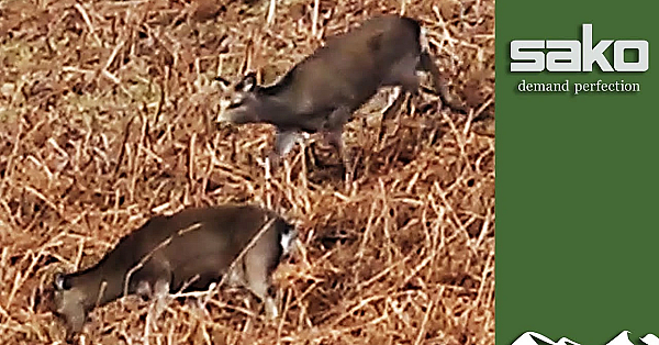 Wonderful Wicklow Sika Stalking With John Fenton
