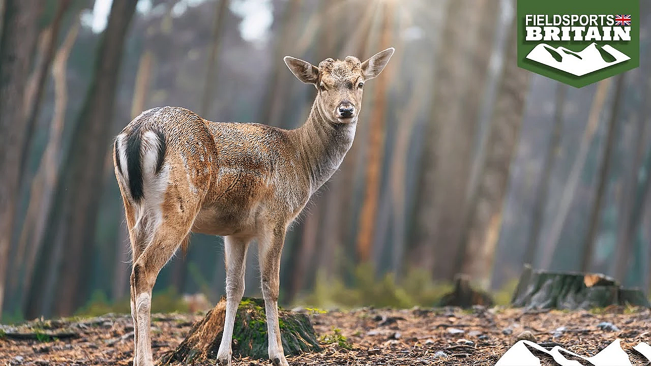 Deerstalker's Peace Offering To Dogwalker