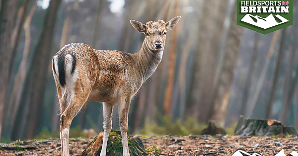 Deerstalker's Peace Offering To Dogwalker