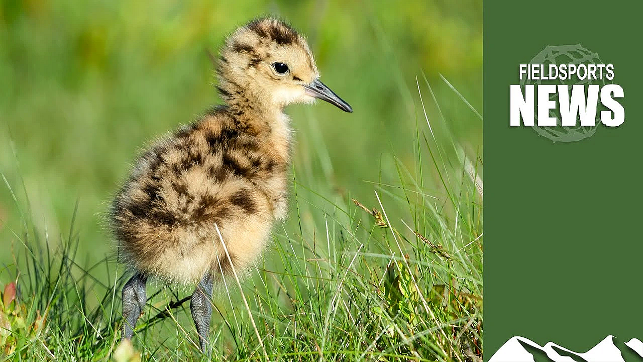 Gamekeepers' Curlew Chick Success