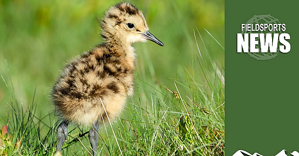 Gamekeepers' Curlew Chick Success