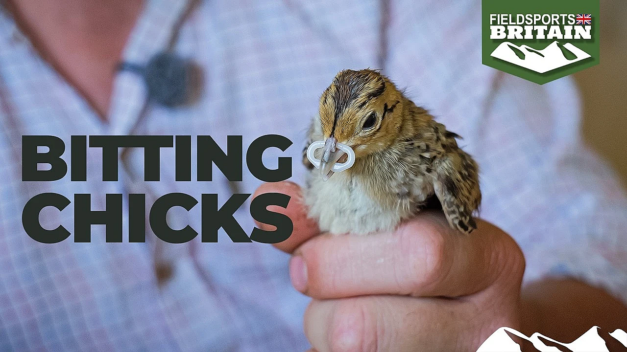 Bitting pheasant chicks