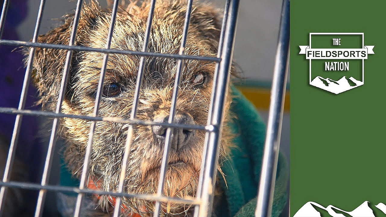 Kent &amp; Sussex Ratters In Action