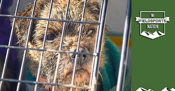 Kent &amp; Sussex Ratters In Action