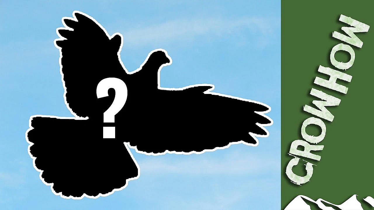 Stock Dove Or Woodpigeon? Andy Crow's Guide