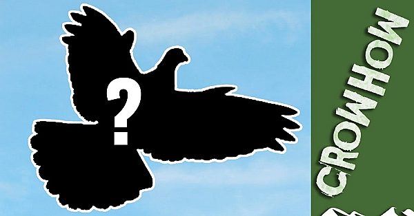 Stock Dove Or Woodpigeon? Andy Crow's Guide