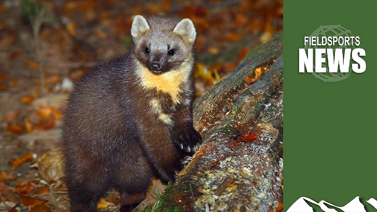 Pine Martens: Good Or Bad For The Countryside?
