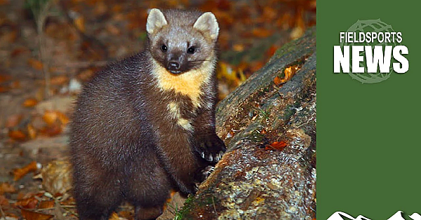 Pine Martens: Good Or Bad For The Countryside?