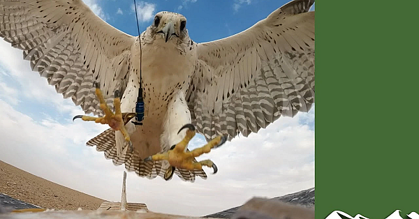 Racing Falcons In Saudi Arabia
