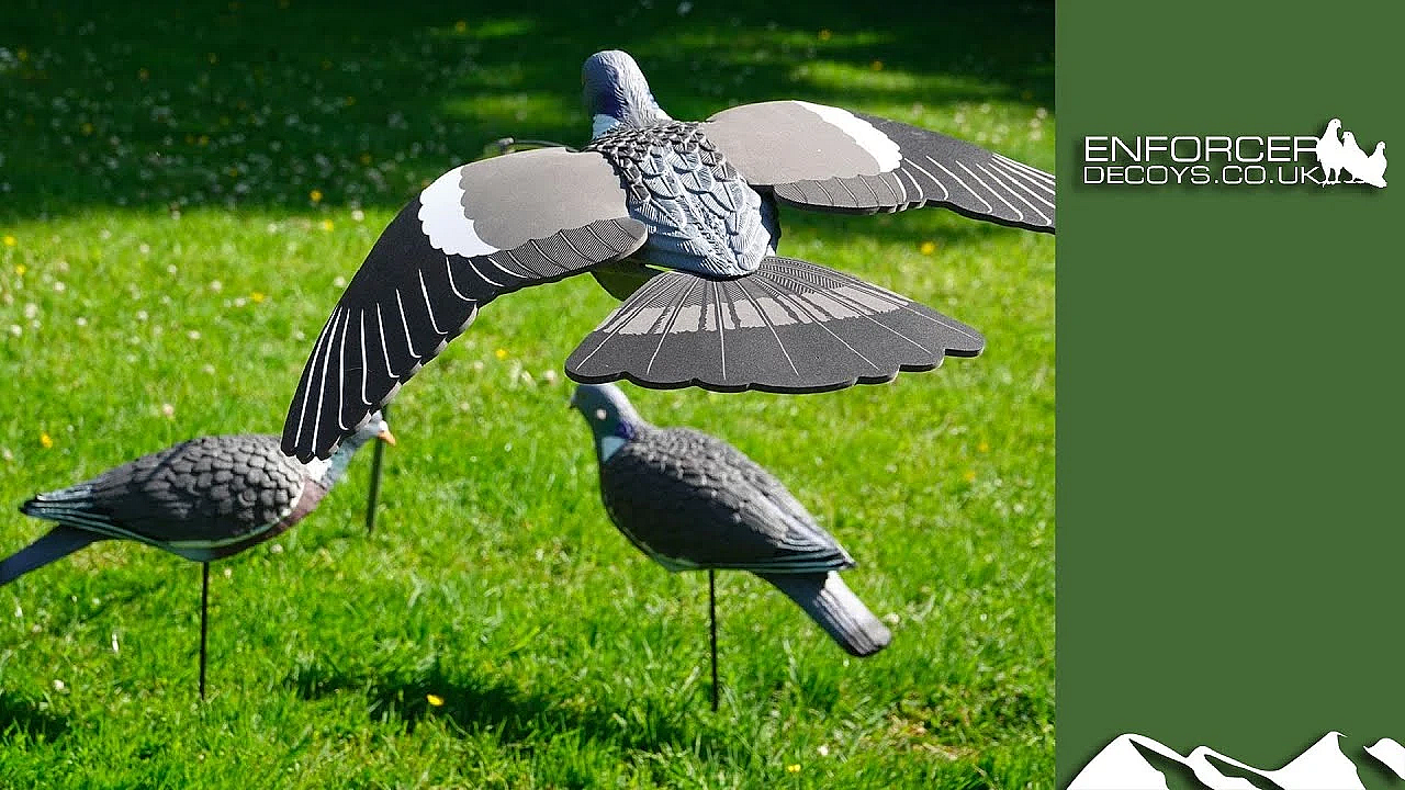 Setting Up Pigeon Decoys