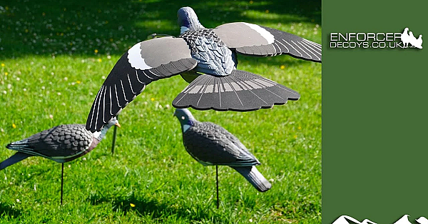 Setting Up Pigeon Decoys