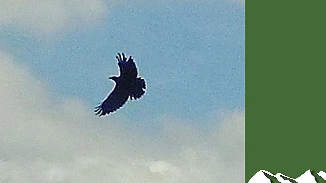 High Flying Crow Shoot On Exmoor