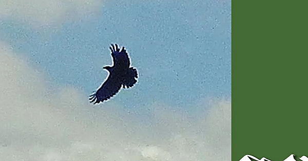 High Flying Crow Shoot On Exmoor
