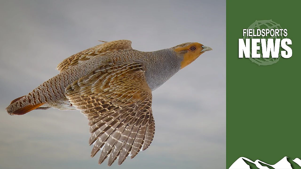 Traps And Rifles: How To Bring Back The Grey Partridge