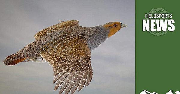 Traps And Rifles: How To Bring Back The Grey Partridge