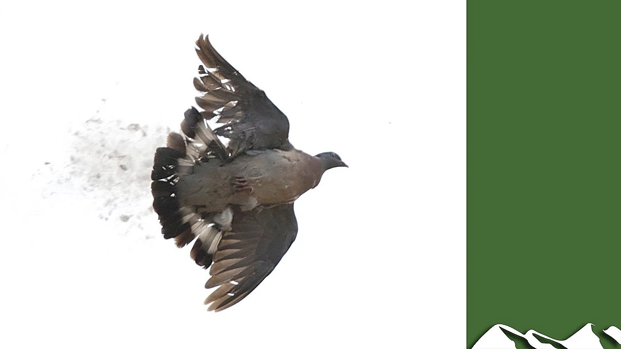 England Bans Pigeon And Crow Shooting