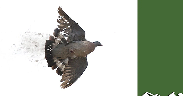 England Bans Pigeon And Crow Shooting