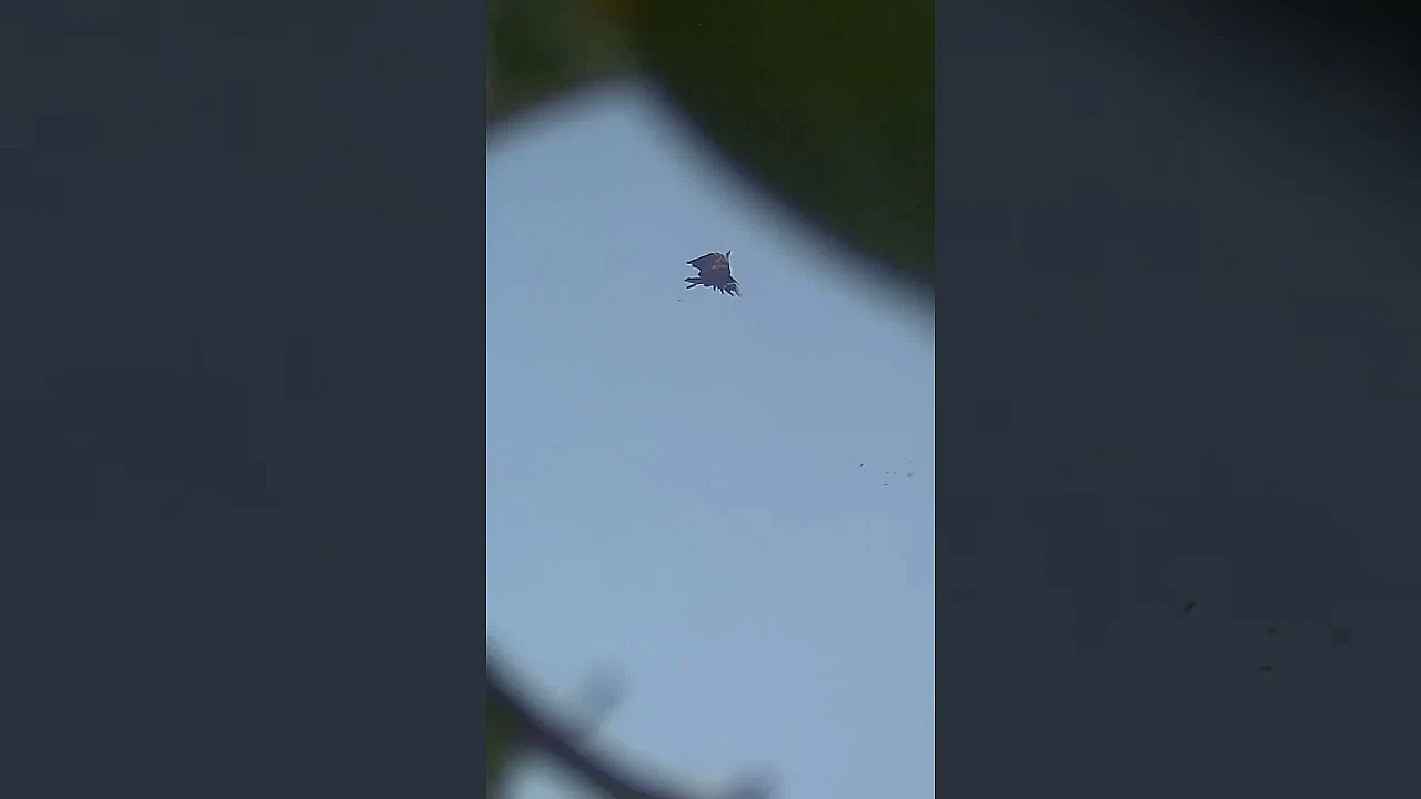 Apple Tree Pruning #corvids #fieldsportsbritain