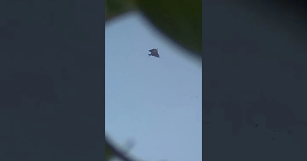 Apple Tree Pruning #corvids #fieldsportsbritain