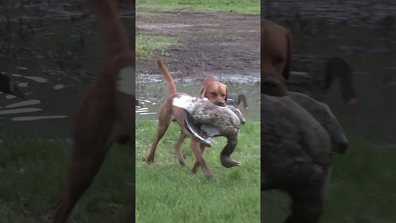 Shooting Geese And The Most Delicious Jerky #fieldsportsbritain
