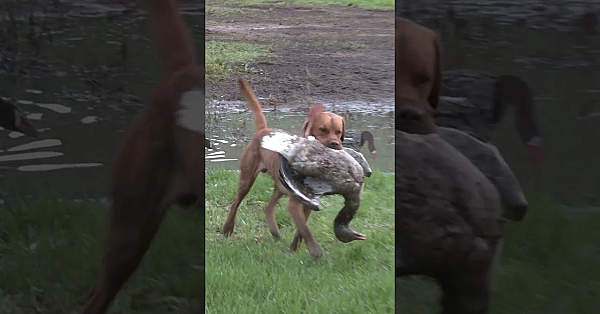 Shooting Geese And The Most Delicious Jerky #fieldsportsbritain