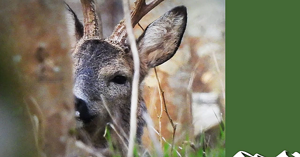 1st April Roebuck Stalking