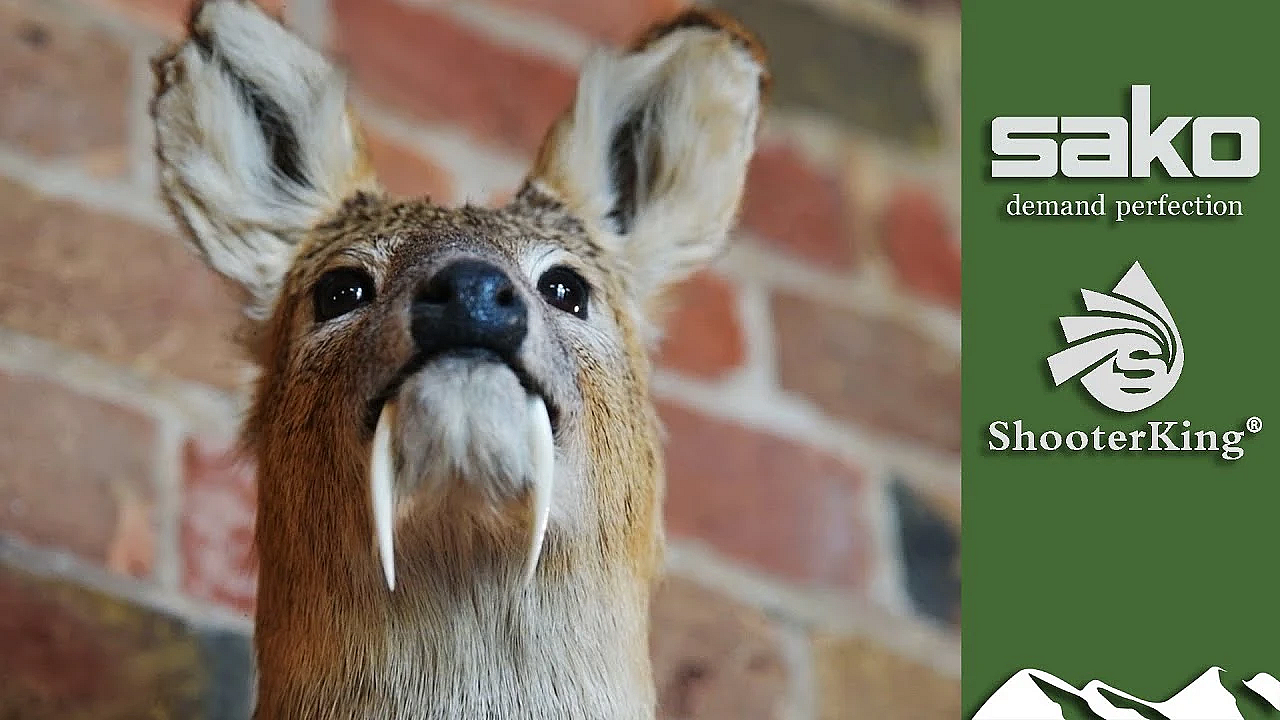 How To Age And Measure Chinese Water Deer