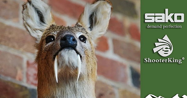 How To Age And Measure Chinese Water Deer