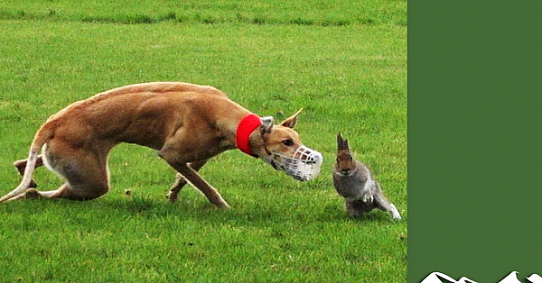 How Coursing Helps Hares