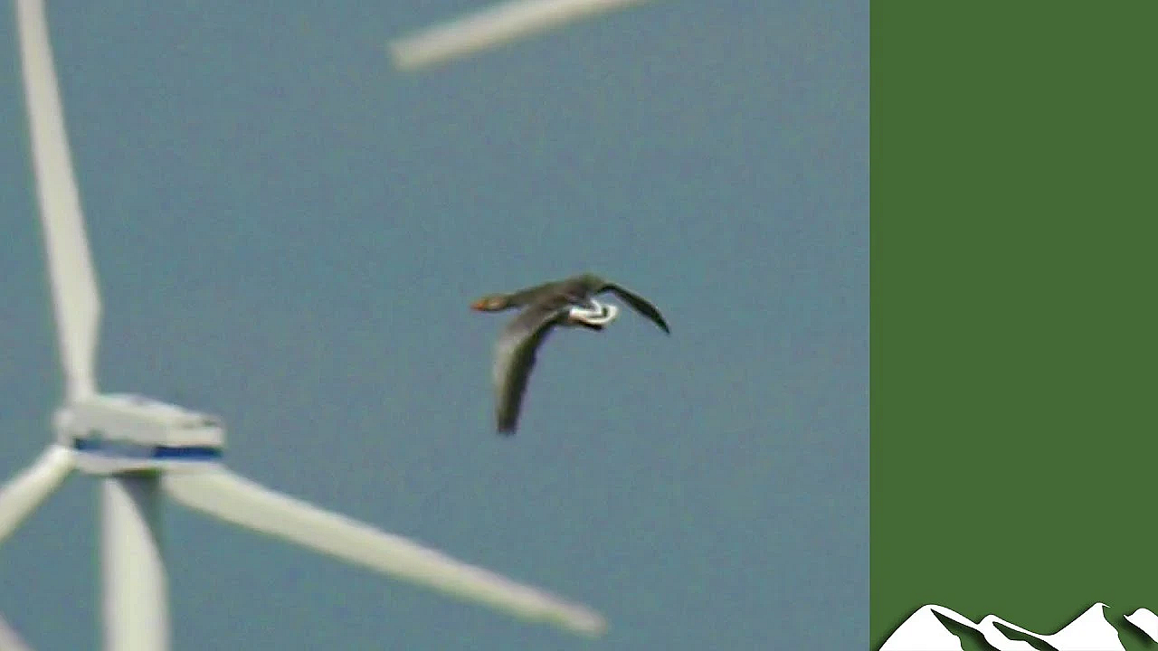 Shooting Geese In The Netherlands