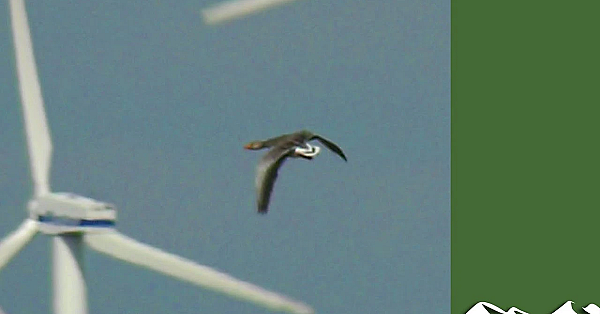 Shooting Geese In The Netherlands