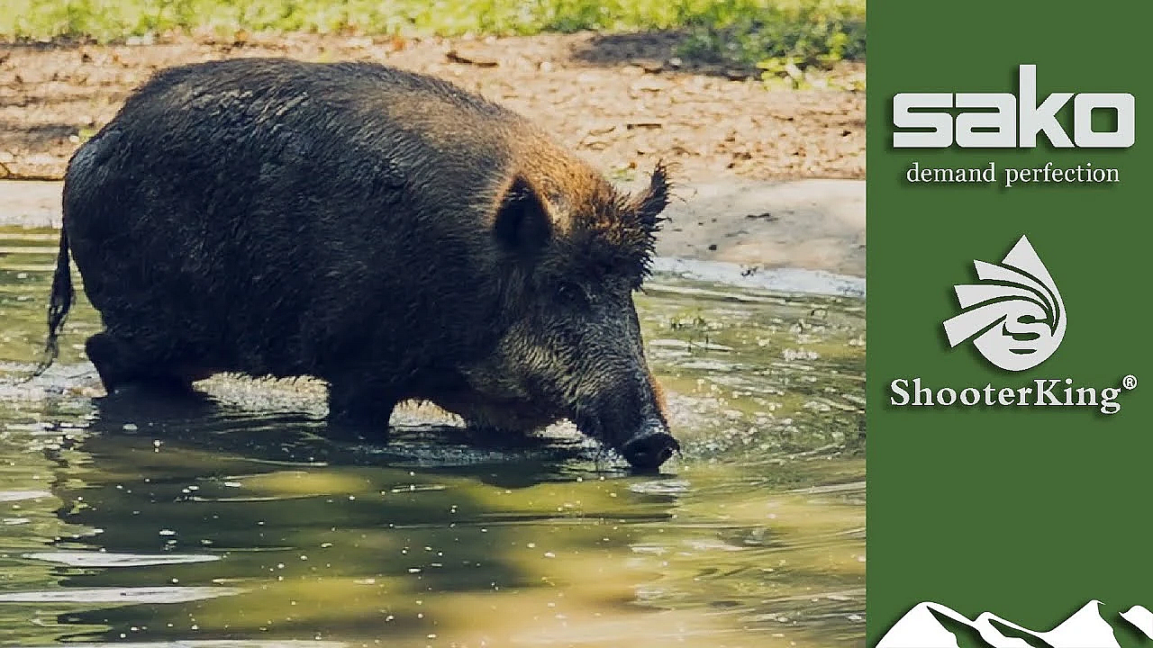 Nightshooting Wild Boar With Thermal