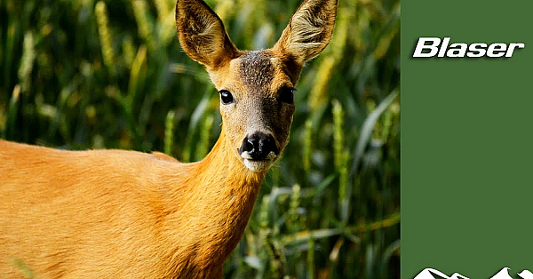 Roe Deer And How To Manage Them