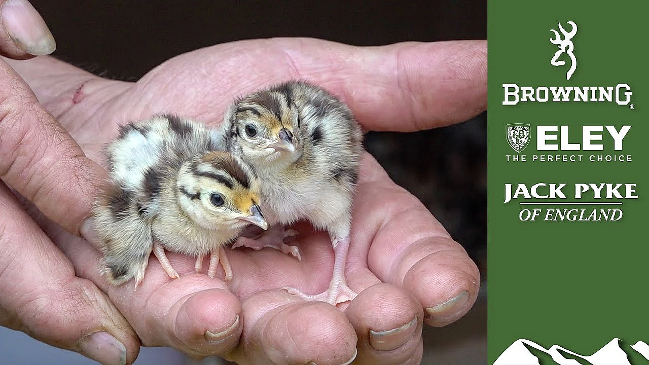 Gamekeeper's Diary: Hatching And Rearing Gamebirds