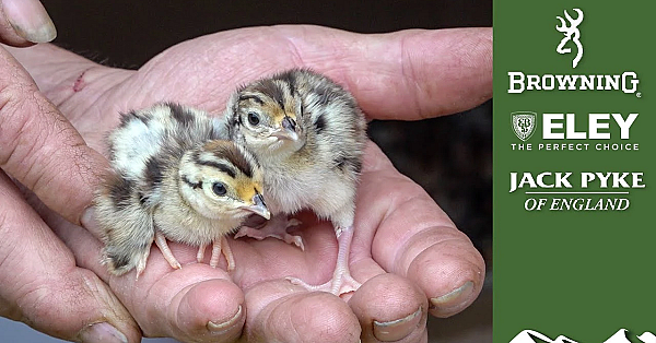 Gamekeeper's Diary: Hatching And Rearing Gamebirds
