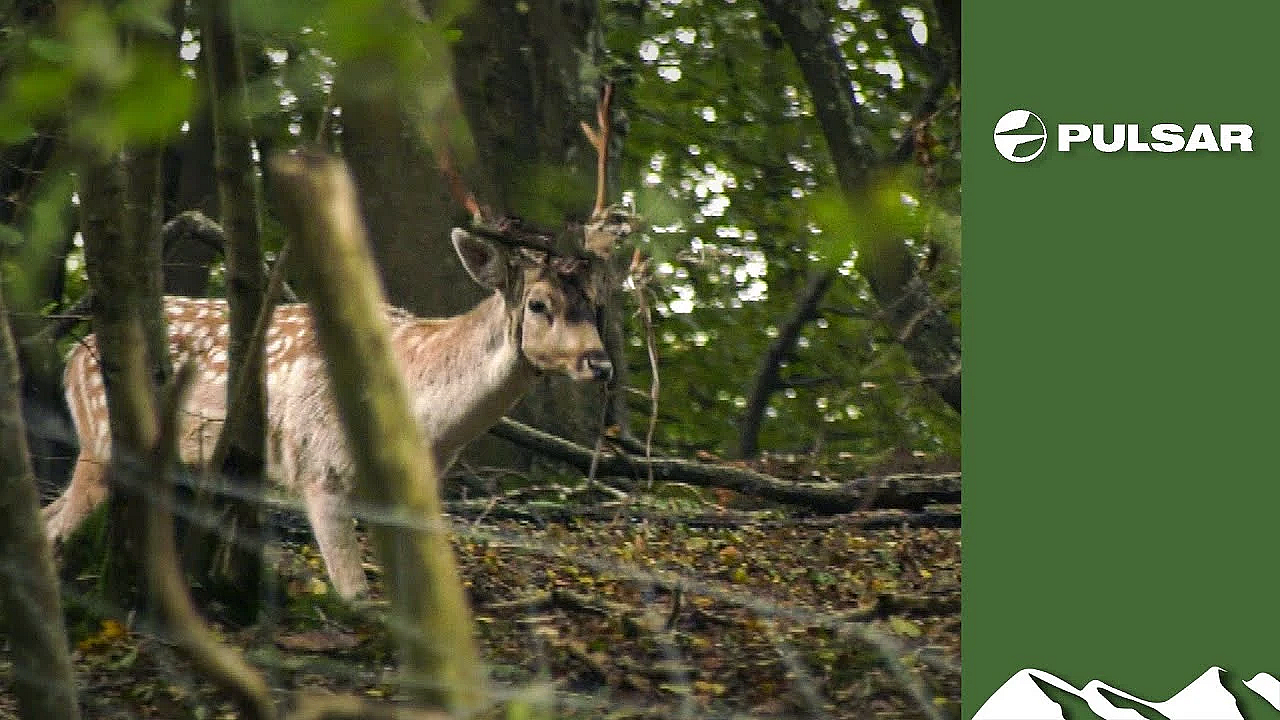 Hunting The Buck With Rope Around Its Antlers