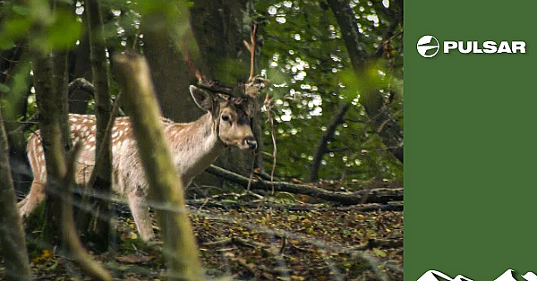 Hunting The Buck With Rope Around Its Antlers
