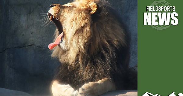 Zoo Plans To Destroy Its Animals