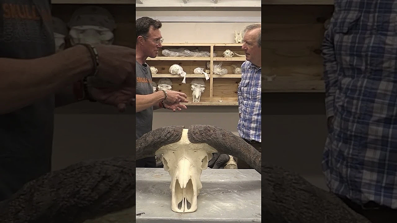 How Replica Hunting Trophies Replace The Real Thing #trophyhunting