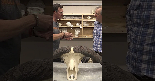 How Replica Hunting Trophies Replace The Real Thing #trophyhunting