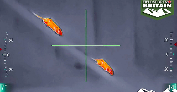 Thermal Airgun Ratting And Mousing